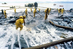 СОРБЕНТЫ ДЛЯ ЛИКВИДАЦИИ РАЗЛИВА НЕФТИ И НЕФТЕПРОДУКТОВ, ФИЛЬТРОВ ОЧИСТНЫХ СООРУЖЕНИЙ